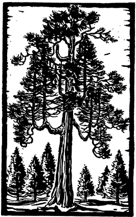 Incense cedar