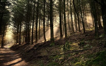 Dark-woods-wallpaper-41985-42974-hd-wallpapers