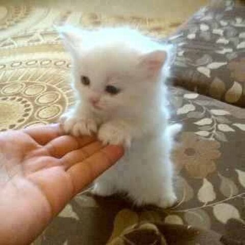 File:KITTEH!! -3.jpg