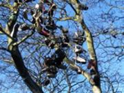 180px-ShoeTree