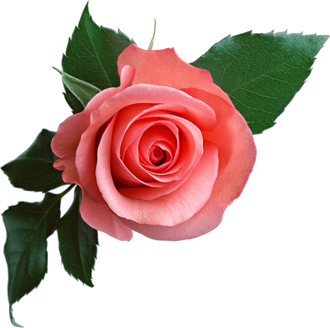 File:Rose PNG637.png