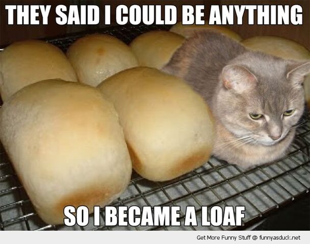 File:Lolcats.jpg