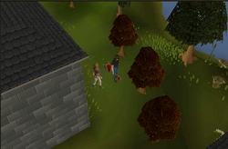 Seer's Village Maple Spot