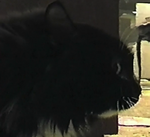 TalkingCat