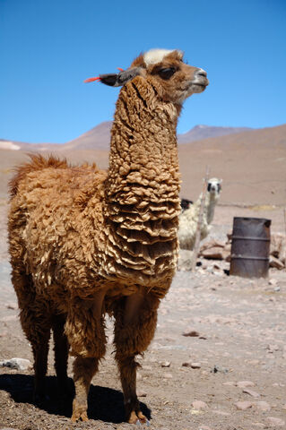 File:Lama glama - 1.jpg