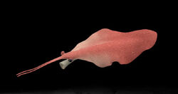 Early Nectocaris