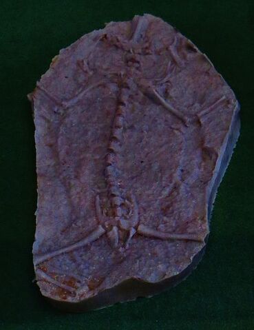 File:461px-Triadobatrachus massinoti.jpg