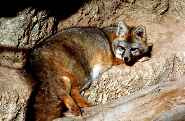 File:Urocyon cinereoargenteus.jpg