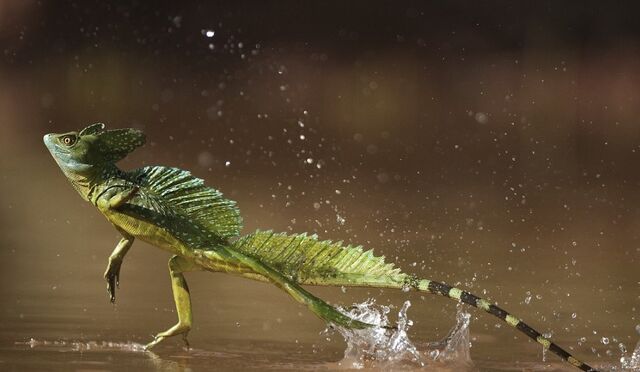 File:Jesus-lizard-running-on-water-basilisk.jpg