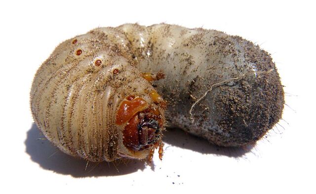 File:Curl grub.jpg