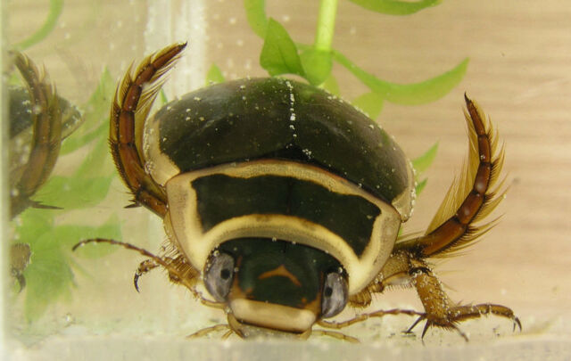 File:Great diving beetle.jpg