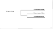 Xenacanth Phylogeny