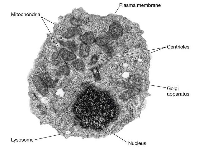 File:Primitive Eukaryote Cell.jpg