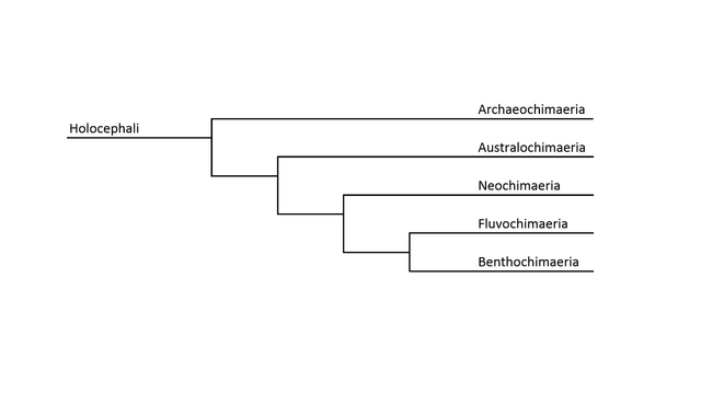 File:Chimaerae Phylogeny.png