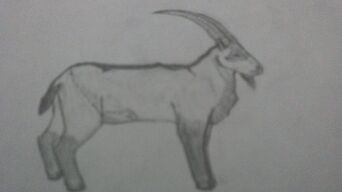 Canadian ibex