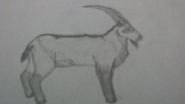 File:Canadian ibex.jpg