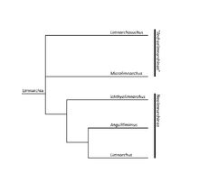 Phylogeny of Limnarchia