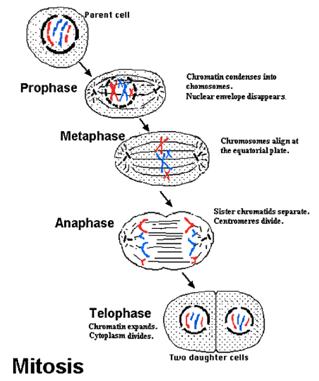 Biology 11 : Mitosis vs Meiosis Simplified | Special op ...