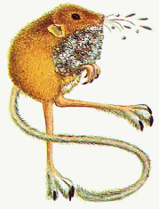 Spitting featherfoot