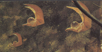 Hook-tailed Flyers