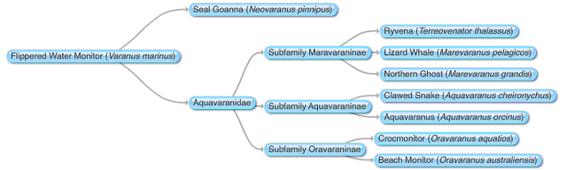 File:New Mosasaurs Phylogeny.png