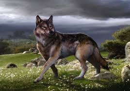 File:Philippine hunting dog.jpg