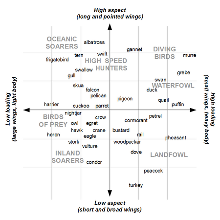 BirdWingGraph