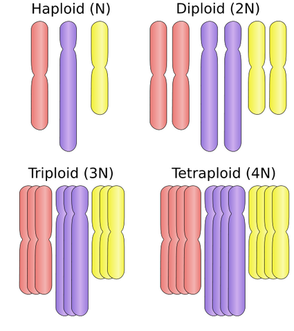 File:Ploidy.png