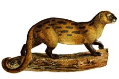 Kuamufrx
