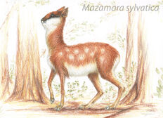 Mazamara