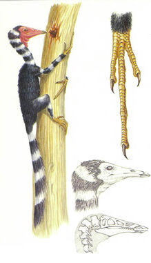 Nauger