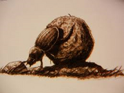 Dungbeetle