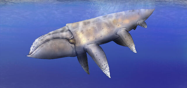File:SDsquid.jpg