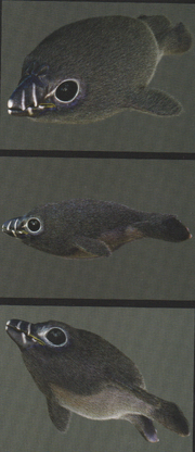 Baby Neopygoscelis