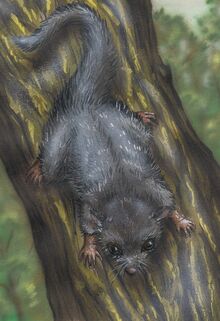 Notoglis