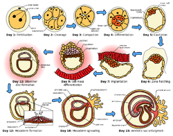 HumanEmbryogenesis.svg