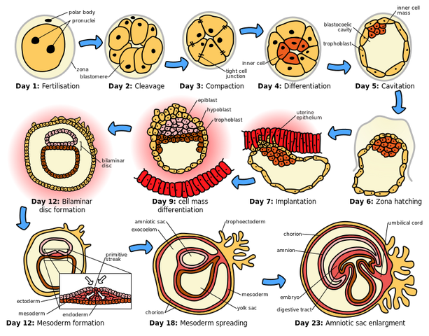 File:HumanEmbryogenesis.svg.png
