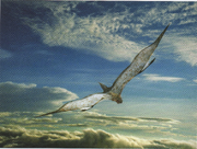 Velocipterus acrobatus2
