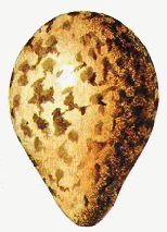 Pilofile egg