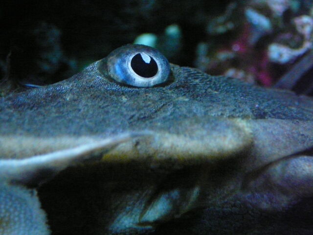 File:Pleco eye by copperarabian.jpg