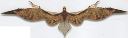 Velocipterus boisei