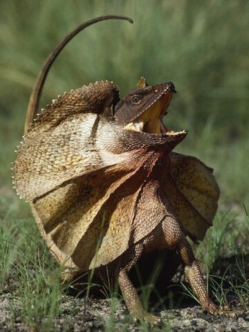 File:Frilled-lizard 530 600x450.jpg