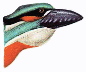 Toothed kingfisher normal