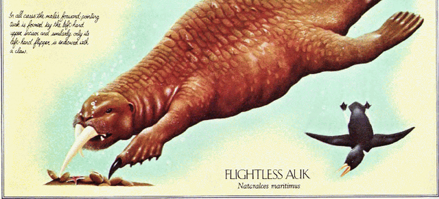 File:Distarterops feeding.gif