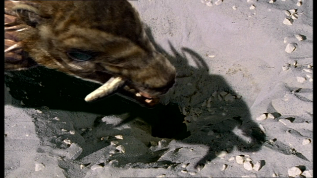 File:Desert turnip.png