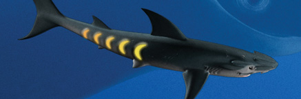 File:Main sharkopath.jpg