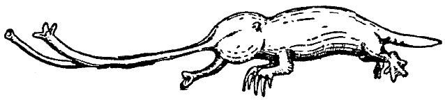 File:Rhinotaenia.gif
