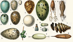 Variety of eggs