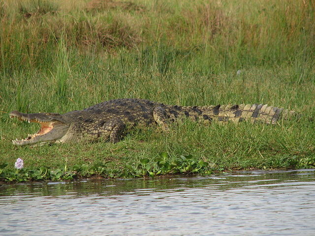 File:Nile Crocodile.jpg