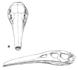 Skulls